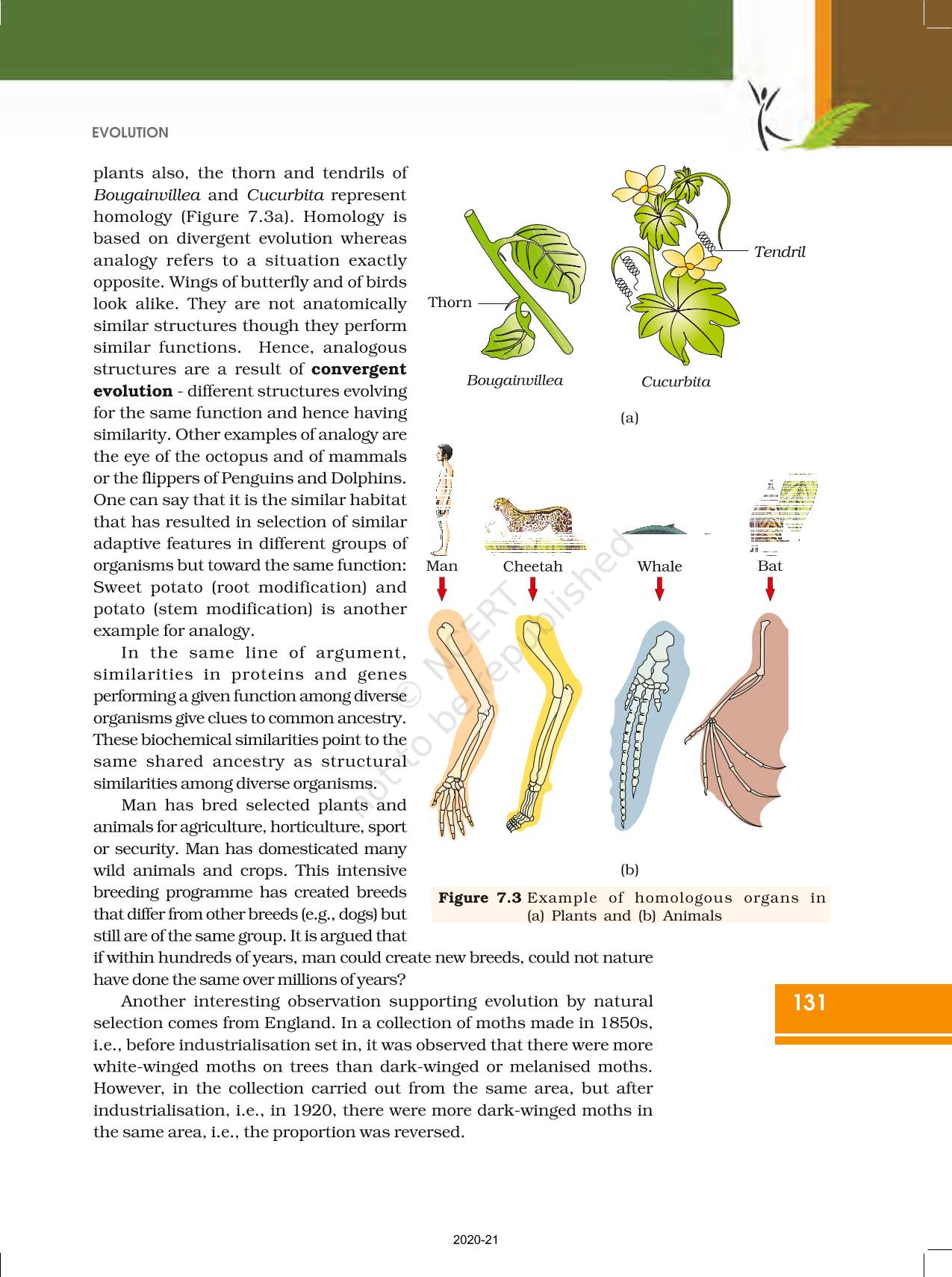 Evolution - NCERT Book Of Class 12 Biology